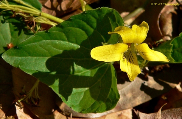 {Viola eriocarpa}